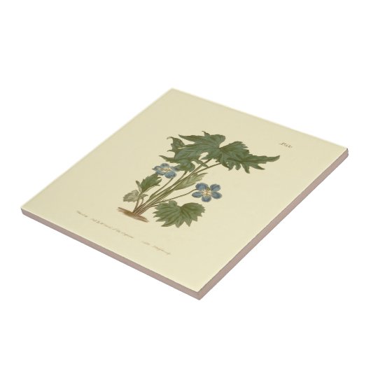 Palmated Violet Blue Illustration Tegeltje (Zijkant)