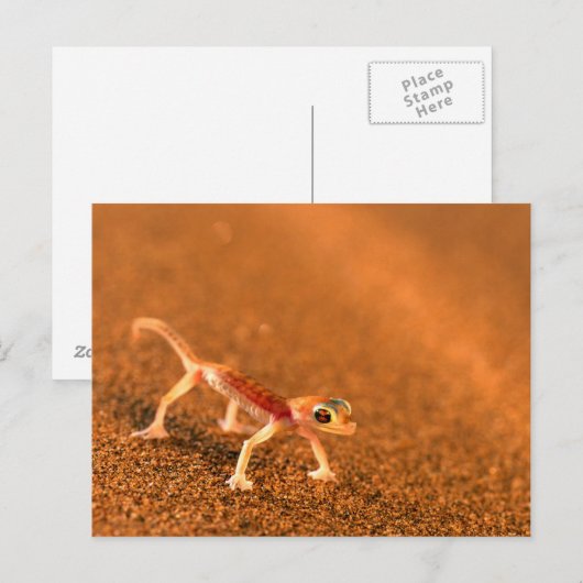 Palmatogecko on Sand Dune, Swakpomund, Erongo Briefkaart (Voorkant / Achterkant)