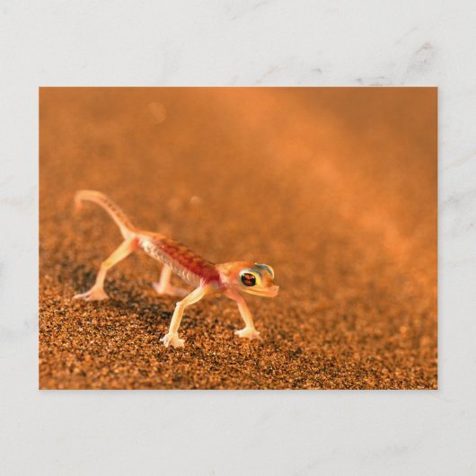 Palmatogecko on Sand Dune, Swakpomund, Erongo Briefkaart (Voorkant)