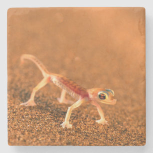 Palmatogecko on Sand Dune, Swakpomund, Erongo Stenen Onderzetter