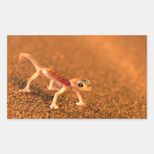 Palmatogecko op zandduin, Swakpomund, Erongo Rechthoekige Sticker