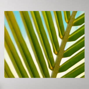 Palmblad Foto Poster
