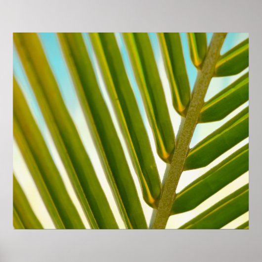 Palmblad Foto Poster (Voorkant)