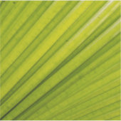 Palmblad Sticker (Voorkant)