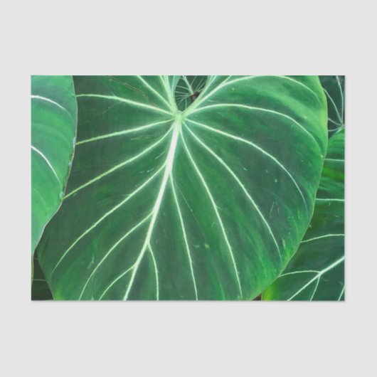 Palmblad, tropisch gebladerte, oerwoud regenwoud tissuepapier (Voorkant)
