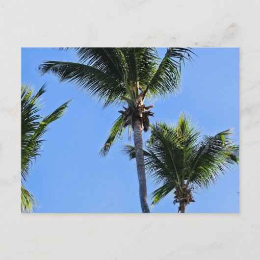 Palmbomen ansichtkaart briefkaart (Voorkant)