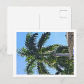 Palmbomen ansichtkaart briefkaart (Voorkant / Achterkant)