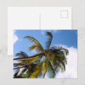Palmbomen ansichtkaart briefkaart (Voorkant / Achterkant)