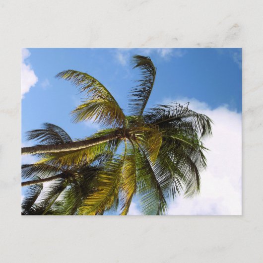 Palmbomen ansichtkaart briefkaart (Voorkant)