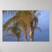Palmbomen blazen in de zomer van Breeze Poster (Voorkant)