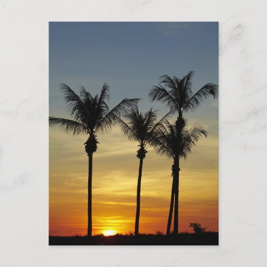 Palmbomen en zonsondergang, Mindil Beach Briefkaart (Voorkant)