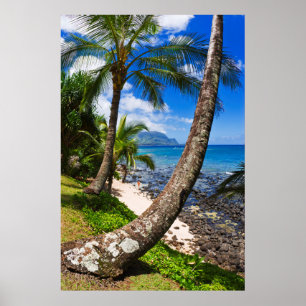 Palmbomen langs Hideaways Beach Poster