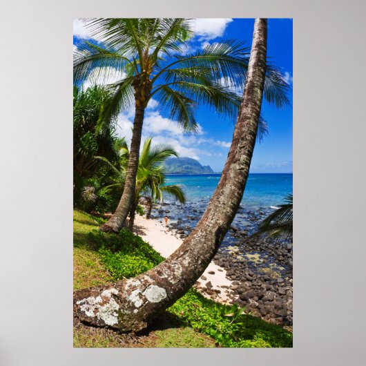 Palmbomen langs Hideaways Beach Poster (Voorkant)