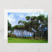 Palmbomen lopen in Hawaï Briefkaart (Voorkant / Achterkant)