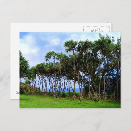 Palmbomen lopen in Hawaï Briefkaart (Voorkant / Achterkant)