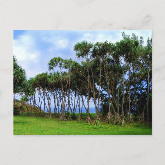 Palmbomen lopen in Hawaï Briefkaart (Voorkant)