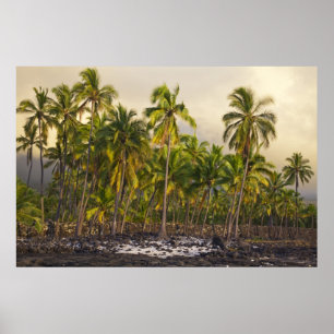 Palmbomen, nationaal historisch park Pu'uhonua o Poster