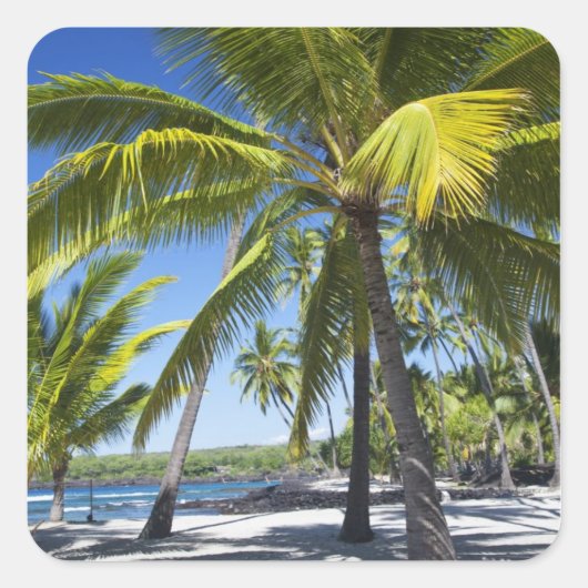 Palmbomen, nationaal historisch park Pu'uhonua o Vierkante Sticker (Voorkant)