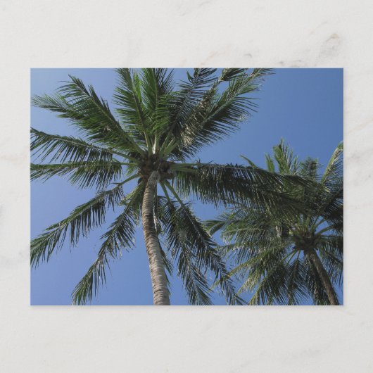 Palmbomen op Briefkaart (Voorkant)