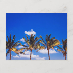 Palmbomen op Caraïbisch strand, Riviera Maya Tulum Briefkaart