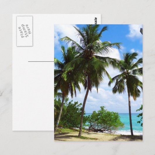 Palmbomen op het Briefkaart van tropische seascape (Voorkant / Achterkant)