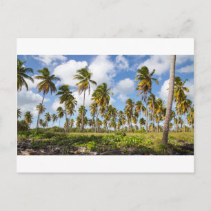 Palmbomen op het strand van Isla Saona Briefkaart
