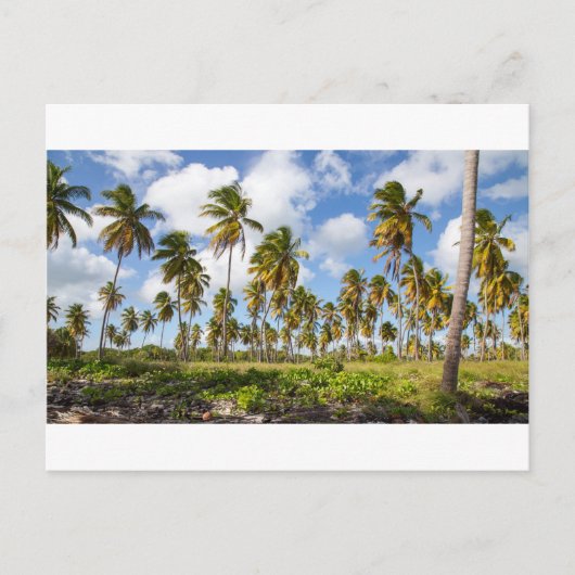 Palmbomen op het strand van Isla Saona Briefkaart (Voorkant)