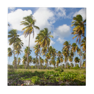 Palmbomen op het strand van Isla Saona Tegeltje