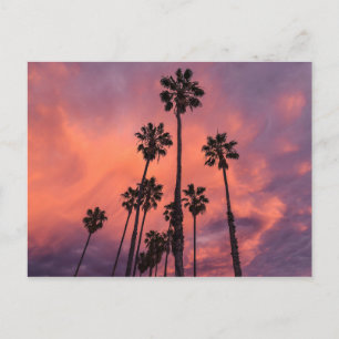 Palmbomen op het Sunset briefkaart