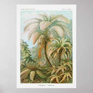  palmbomen, Retro botanisch Poster