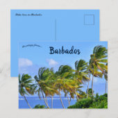 Palmbomen zwaaien in Barbados Briefkaart (Voorkant / Achterkant)