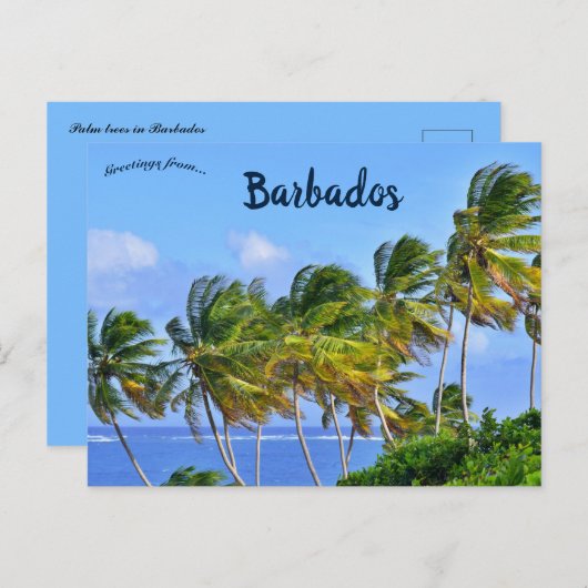 Palmbomen zwaaien in Barbados Briefkaart (Voorkant / Achterkant)