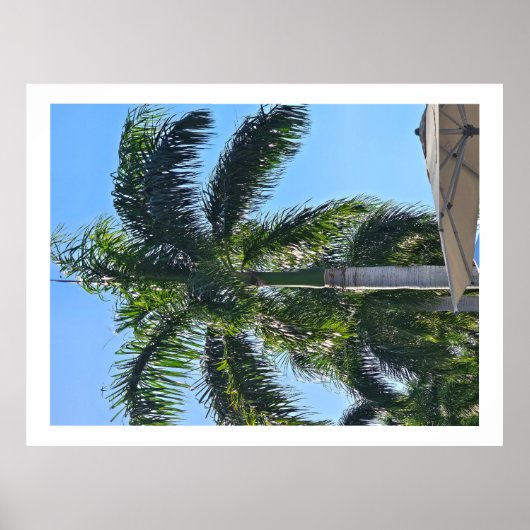 Palmbomenposter Poster (Voorkant)