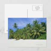 Palmboom 3 briefkaart (Voorkant / Achterkant)