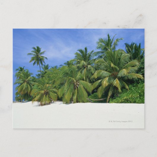 Palmboom 3 briefkaart (Voorkant)