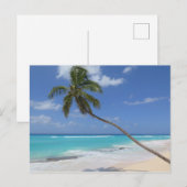 Palmboom Barbados Briefkaart (Voorkant / Achterkant)