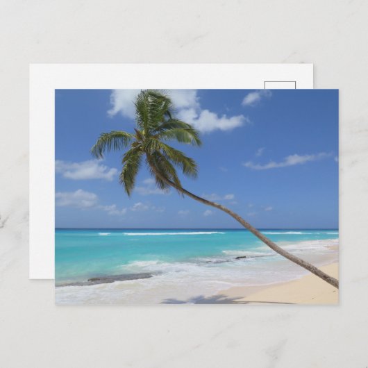 Palmboom Barbados Briefkaart (Voorkant / Achterkant)