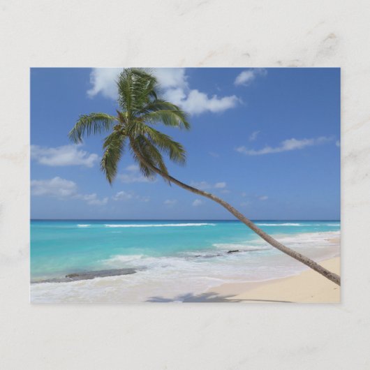 Palmboom Barbados Briefkaart (Voorkant)