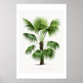 Palmboom botanische schets kunst poster (Voorkant)