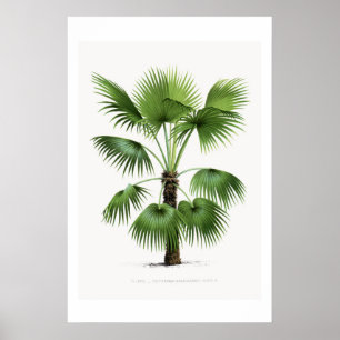 Palmboom botanische schets  kunst poster