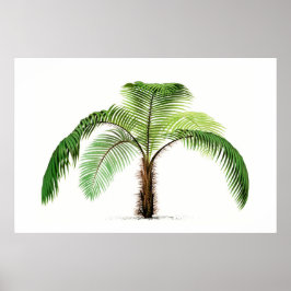 Palmboom botanische schets  kunst poster