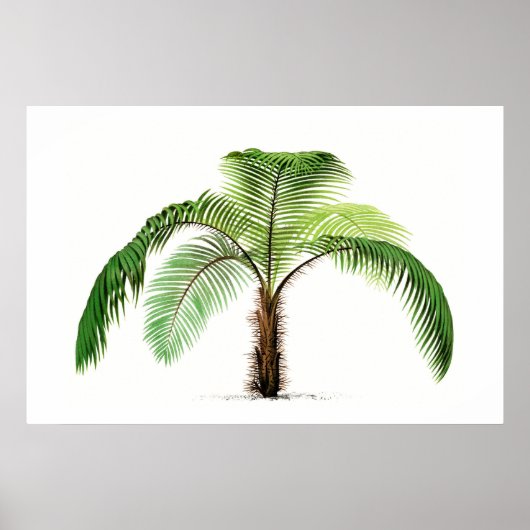 Palmboom botanische schets  kunst poster (Voorkant)