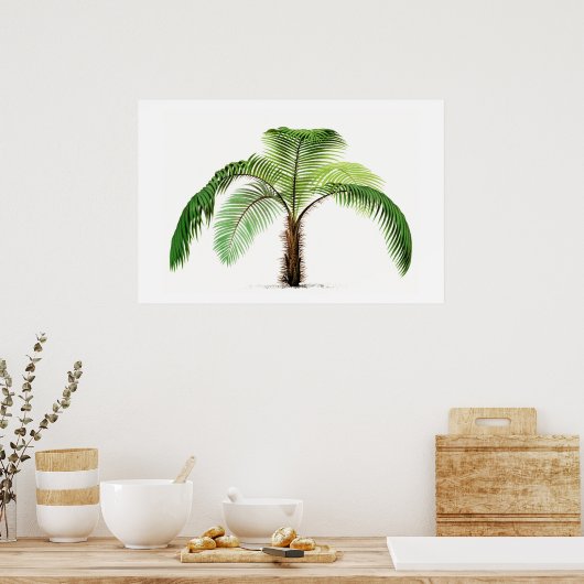 Palmboom botanische schets  kunst poster (Keuken)