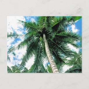 Palmboom Briefkaart