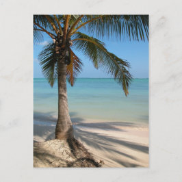 Palmboom - Briefkaart