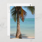 Palmboom - Briefkaart (Voorkant / Achterkant)