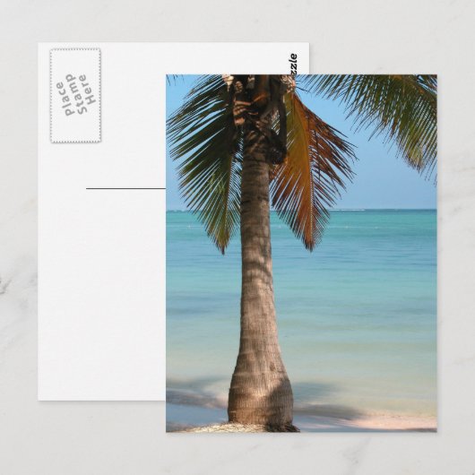 Palmboom - Briefkaart (Voorkant / Achterkant)