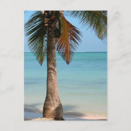 Palmboom - Briefkaart