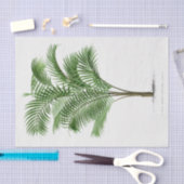  palmboom | Calamus Asperrimus Tissuepapier (Craft)