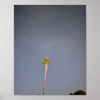 Palmboom en sterren ✨ poster